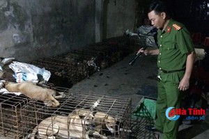 Triệt phá đường dây tiêu thụ chó từ nguồn trộm cắp