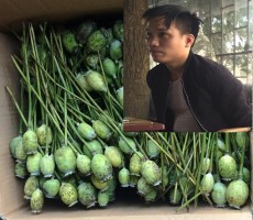 Hà Tĩnh: Bán quả thuốc phiện tươi, thanh niên bị bắt giữ