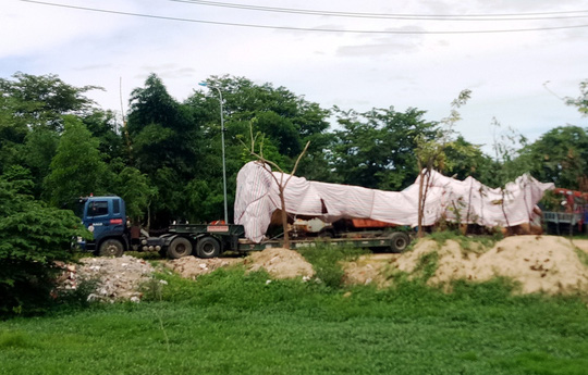 Chiếc xe chở cây "quái thú" đang bị tạm giữ. Ảnh: T.Trực