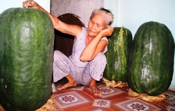 Điều chưa biết ở làng trồng nếp đặc sản, bí đao 