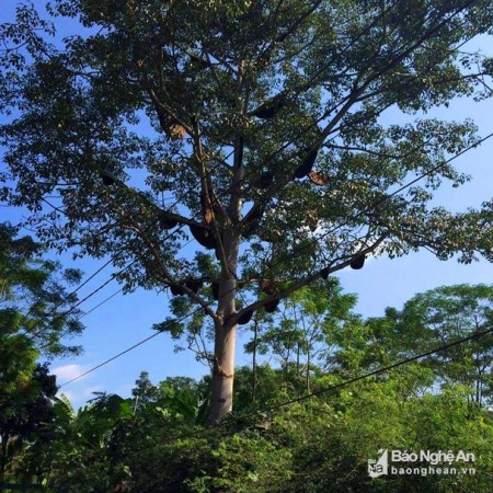 Nghệ An: Kỳ lạ cây gạo có 30 đàn ong mật làm tổ