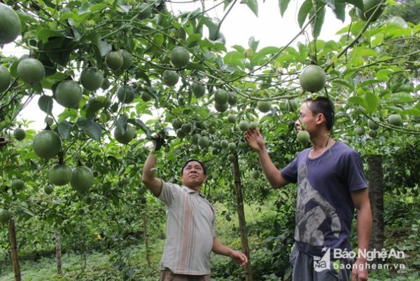 Nông dân vùng trồng chanh leo lớn nhất Nghệ An gặp khó