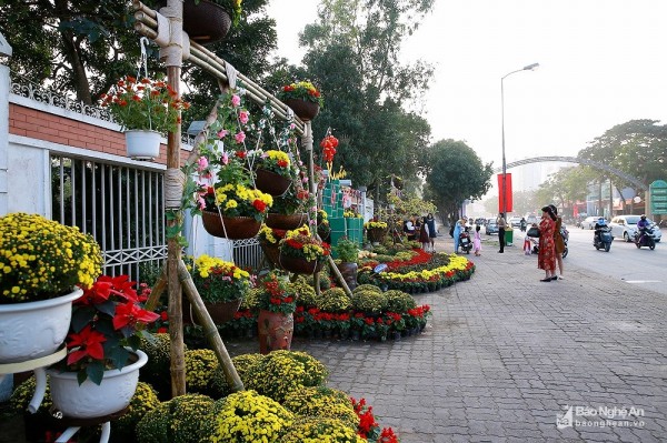 Cuốn hút những đường hoa rực rỡ đón Tết ở thành Vinh