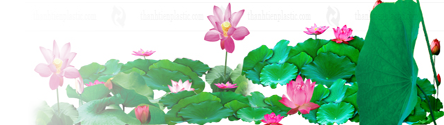 hoa sen dep