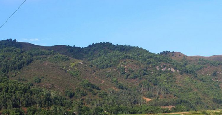 Người đàn ông mất tích khi lên núi khi đi chặt cây rành rành
