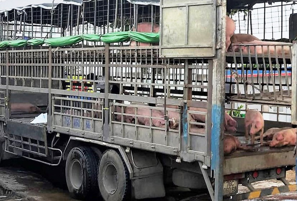 Chiếc xe chở heo bị dịch bị tạm giữ - Ảnh: MẠNH TRƯỜNG