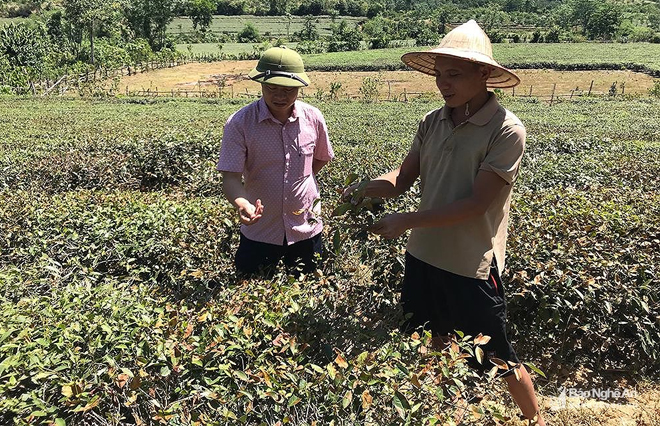 Nhiều diện tích chè tại xã Yên Khê, huyện Con Cuông đã bị cháy vàng lá trong khi nguồn nước tưới khô cạn từ 20 ngày nay. Ảnh: Phú Hương