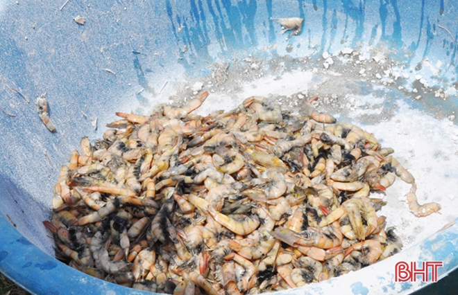 Tôm đã đạt cỡ 100 - 110 con/kg, chỉ còn cách thời vụ thu hoạch khoảng 10 ngày.