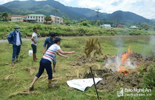 Chính quyền và người dân tiêu hủy bò chết do sét đánh.